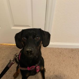 Meet your Posher, Bilbo